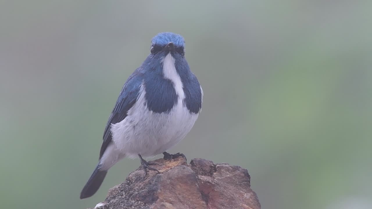 태국으로 겨울을 이주하는 흰눈썹참새라고도 알려진 울트라마린 딱새는 사람들에게 매우 친근합니다.