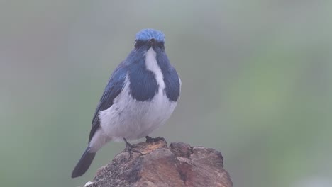 El-Papamoscas-Ultramarino,-También-Conocido-Como-El-Papamoscas-Azul-De-Ceja-Blanca,-Un-Migrante-De-Invierno-A-Tailandia,-Es-Muy-Amigable-Con-La-Gente