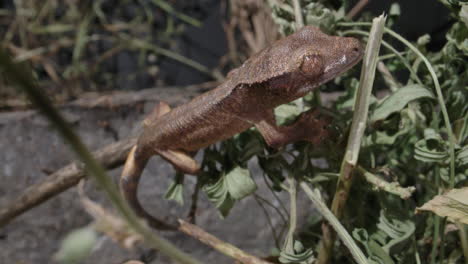 Gecko-Con-Cresta-De-Bebé-Escalando-A-Cámara-Lenta