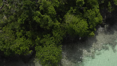 Mangrovenwald-Baumwipfel-Auf-Dem-Río-Caño-Frío-Offenbarten-Einen-Abgelegenen-Strand-Von-Playa-Rincon-In-Der-Dominikanischen-Republik