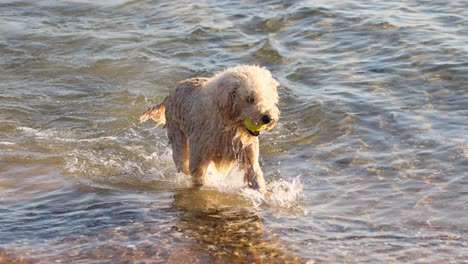 perro recupera la pelota del agua en la playa de brighton