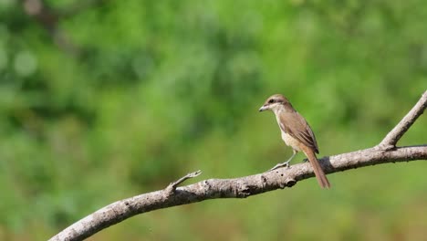 Seen-perched-on-a-branch-during-a-windy-afternoon-then-moves-to-the-left-fighting-the-wind