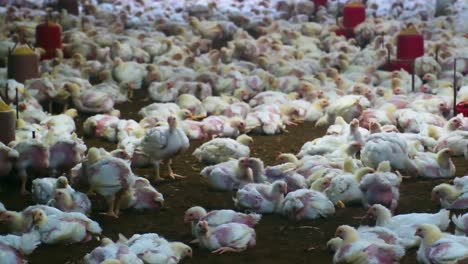 free roam natural eco bio chicken poultry chicks hen farm coop