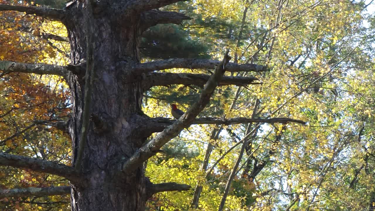 снимок прекрасной птицы, мирно сидящей на ветке дерева в красивой природе