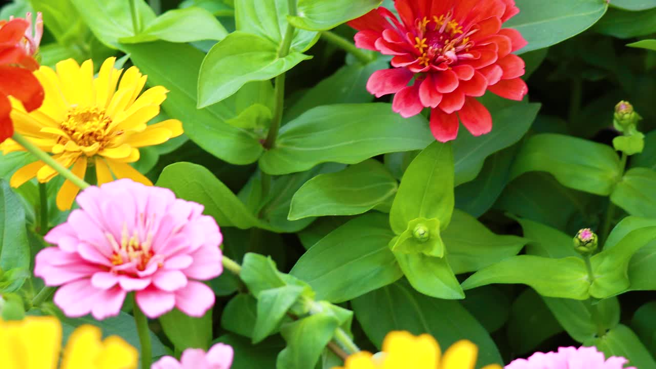 다채로운 zinnia 꽃