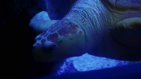 Dramatische-Aufnahme-Einer-Schildkröte,-Die-Im-Aquarium-Schwimmt