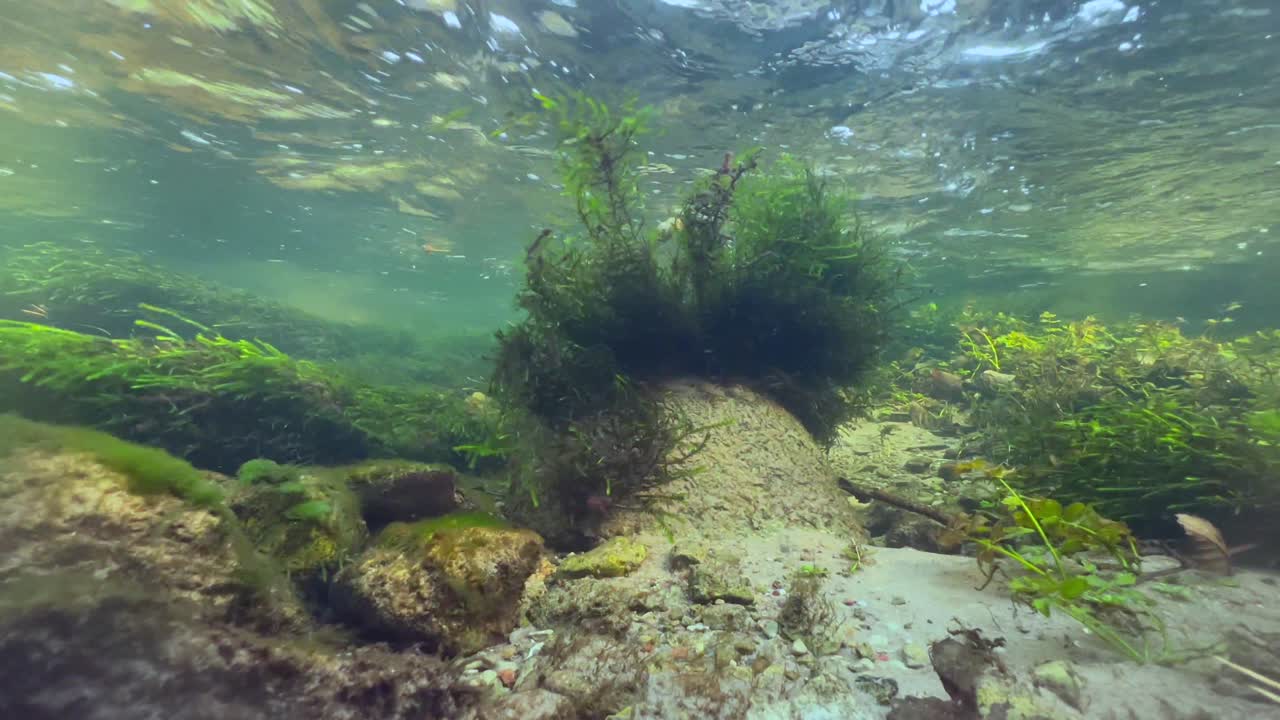 fotografía submarina de plantas acuáticas que se mueven intensamente en el fondo de un pequeño arroyo. saaremaa, estonia.