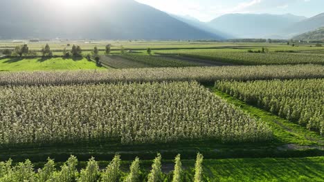 Apfelplantagen-In-Südtirol-Bei-Sonnenuntergang