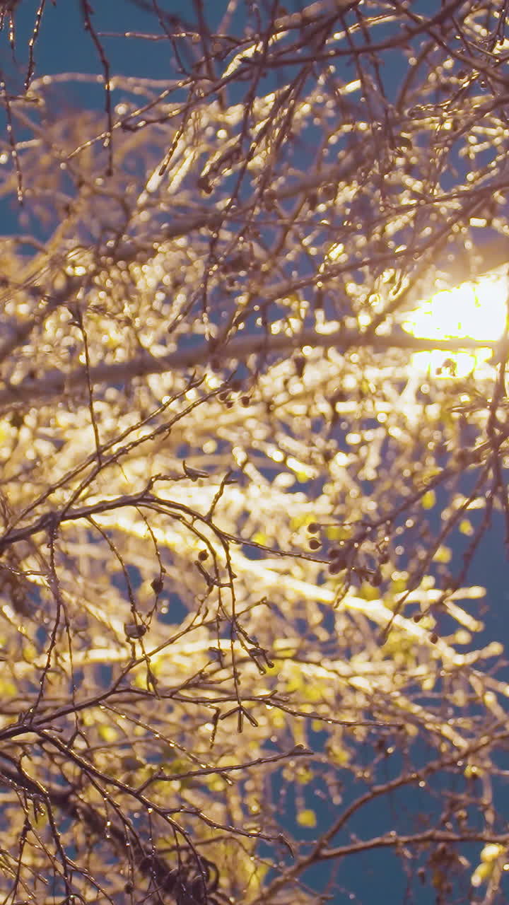 얼음과 눈으로 인 겨울의 나무 가지는 진한 파란 저녁 하늘에 대한 거리 조명의 황금 빛에 의해 조명, 빛의 기둥과 전선으로 얼어붙은 가지의 복잡한 패턴.