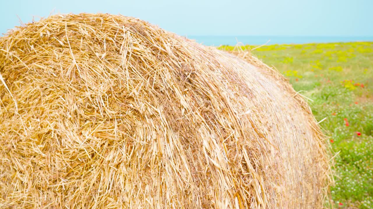 바다 앞의 초록 잔디에 을 가진 더미