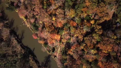 drone top down, aerial, birds eye view, pedestal up movment of the rivanna river moving out of frame to the lower left, and vibrant fall, autumn colors of the surrounding forest in virginia, usa