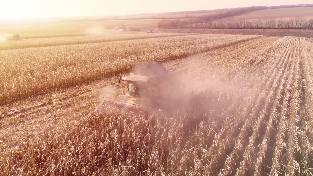 cosecha de campo de maíz con cosechadora a principios del otoño. plegado de cabeza de maíz. vista aérea