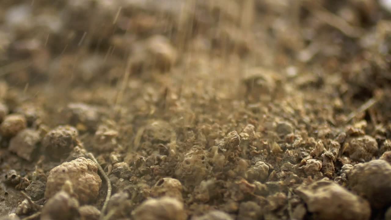Closeup Of Madder Root Being Processed Into Powder For Medicine And Health Remedies