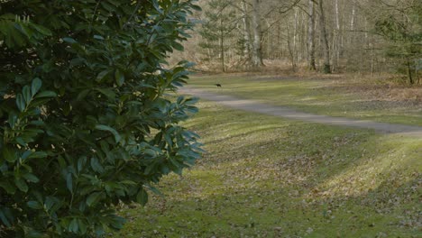 Shot-of-a-narrow-gravel-pathway-running-through-Brandon-Country-Park-in-Thetford-Forest-in-Norfolk,-England-during-morning-time