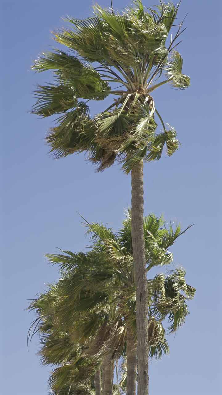 Close up of a palm tree moving in the wind with the blue sky on the background. Vertical