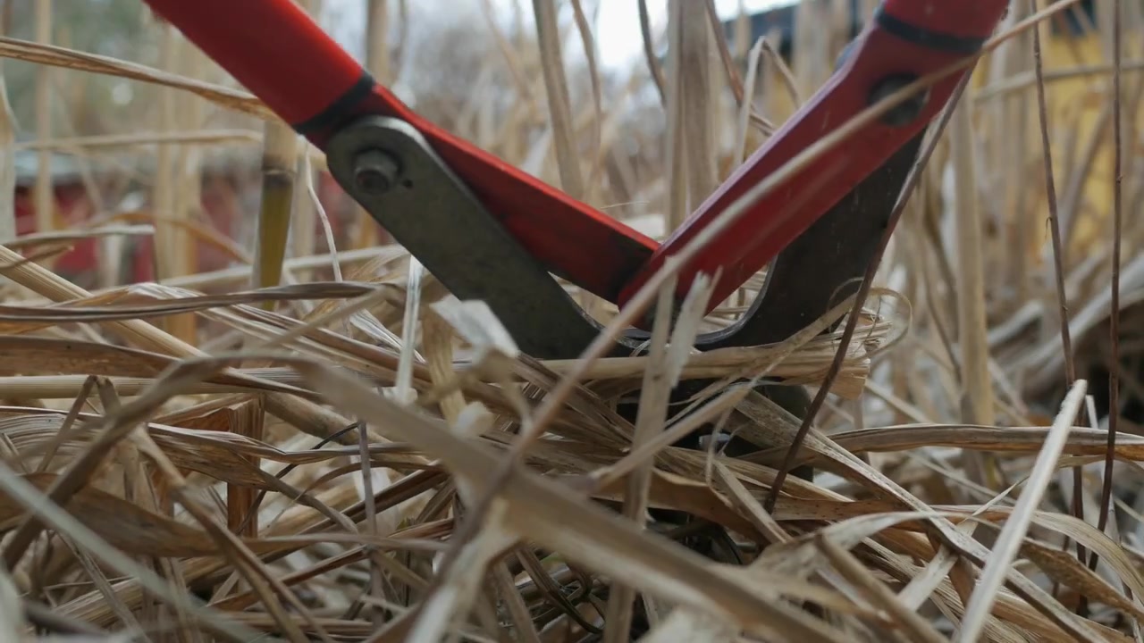Rimozione dell'erba secca in giardino con cesoie, pulizia del giardino in primavera