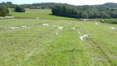 Flock-Of-Migratory-Birds-On-Sunny-Agricultural-Fields-In-Rural-Landscape