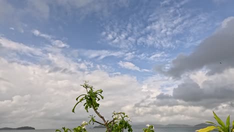camera slowly pans over frangipani trees with yellow flowers beside a calm ocean, under dramatic cloudy skies at a tropical seaside location