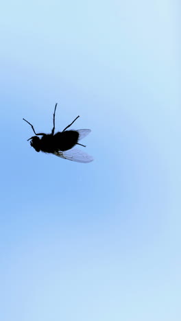 extreme nahaufnahme einer kriechenden fliege