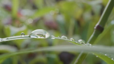 dew drops on grass