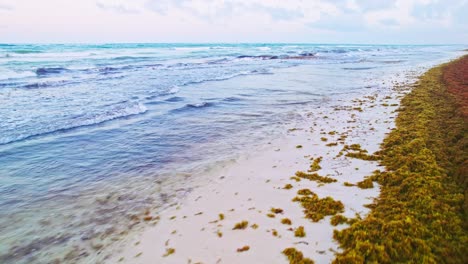 Imágenes-De-Drones-Volando-A-Baja-Altura-Sobre-Una-Playa-De-Arena-Blanca-Cubierta-De-Algas-Sargassum-Amarillas-En-Tulum,-México