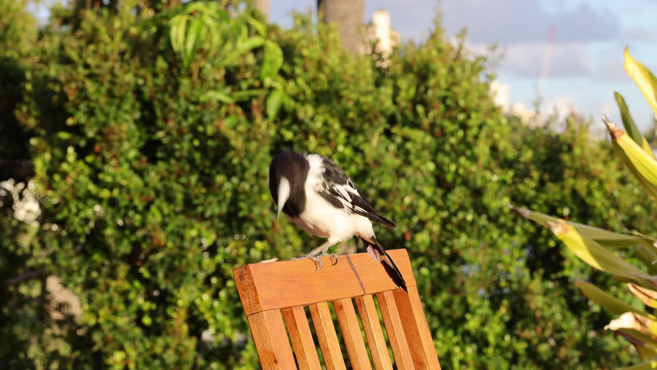 Magpie descends and perches on a sunny garden post