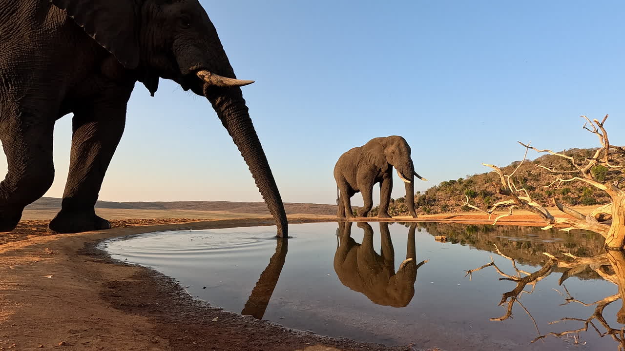 Low POV on side of waterhole as two African elephants approach and drink water