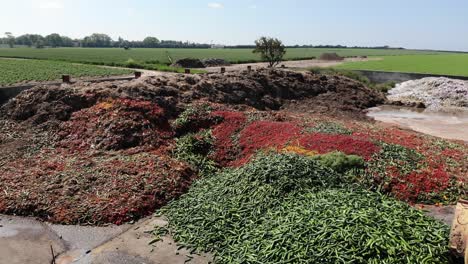 pepinos y tomates para uso como fertilizante y abono en una granja