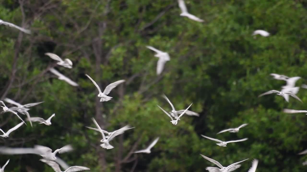 제비갈매기는 전 세계 바다, 강 및 기타 더 넓은 수역에서 볼 수 있는 바닷새입니다.