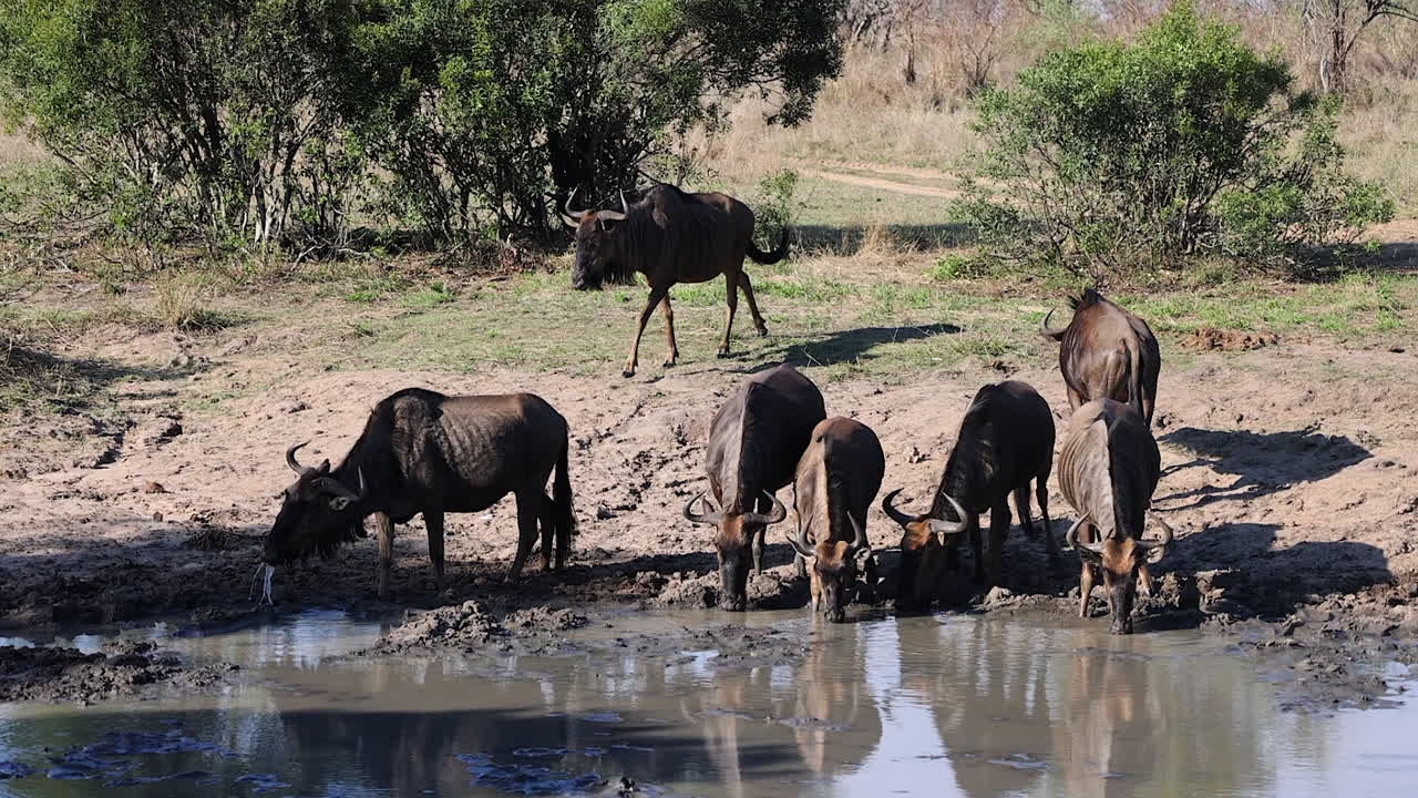 Wildebeest come to waterhole in South Africa savanna to drink water