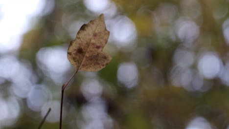 the last leaves cling to the tree as the autumn winds take hold in woodland in worcestershire, uk