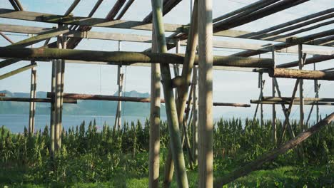 Bastidores-Tradicionales-Para-El-Secado-De-Bacalao-En-Las-Islas-Lofoten,-Noruega,-Europa