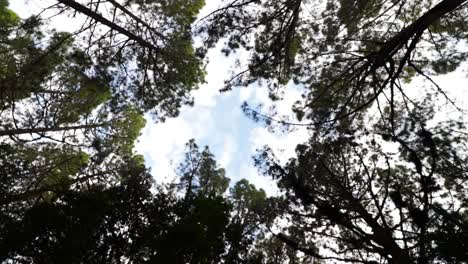 Looking-up-in-a-pine-tree-forest-with-a-blue-clooudy-sky-in-the-backgroung-as-the-camera-is-rotating,-Tenerife