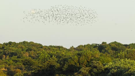 Una-Bandada-De-Pájaros-Migratorios-Volando-En-El-Cielo