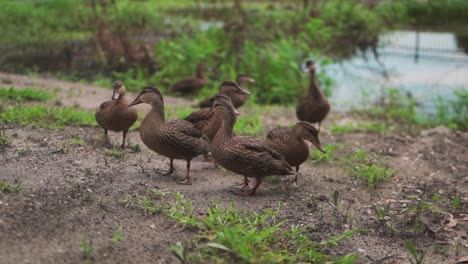 Eine-Herde-Enten,-Die-Nach-Nahrung-Suchen