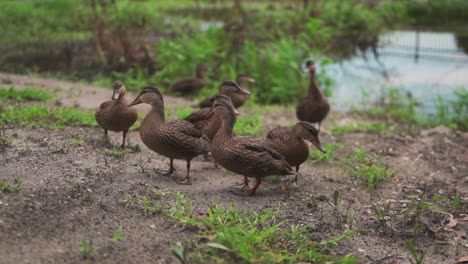una bandada de patos explorando en busca de comida