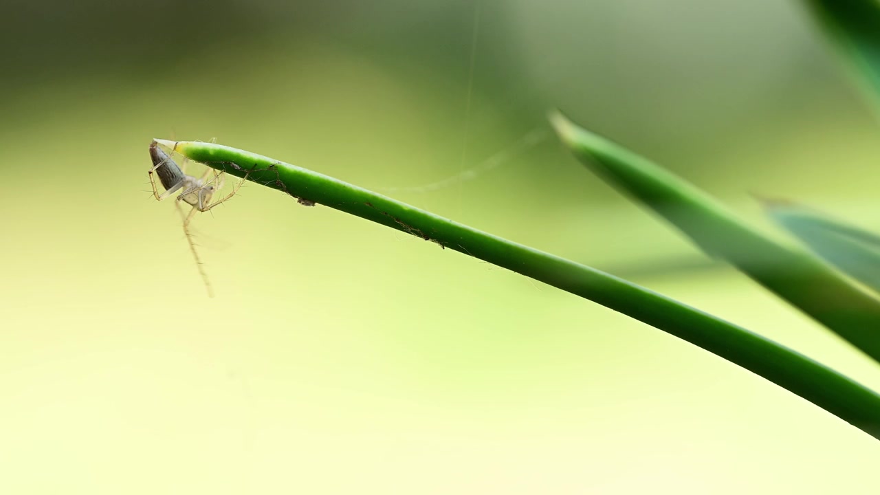 Detailed macro image showing Oxyopes spider navigating through sheltered grassy vegetation naturally
