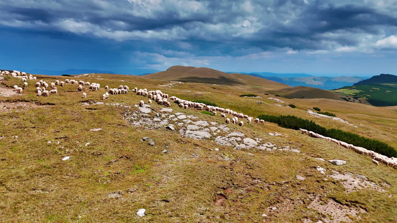 Sheep grazing on hillsides. A large group of sheep grazes on golden pastures under a dramatic sky in a mountainous region