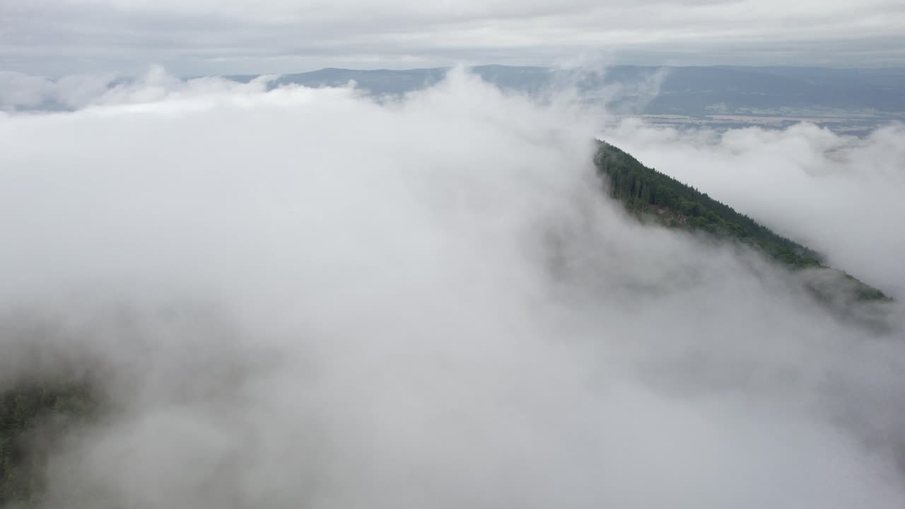 안개 낀 날 산 정상에 있는 전나무와 가문비나무 숲 위로 항공 촬영 - 숲은 자연 응축 과정으로 구름을 만들고 있다