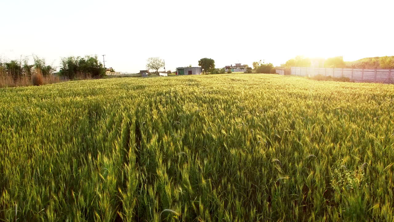 A fast Aerial tilting up view over a healthy farm against the sun near a city, Crop is swinging by the wind, an under constructed house over the boundary wall with the farm