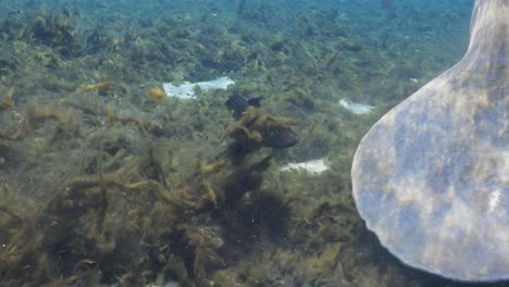 armored sailfin catfish swimming along manatee in the florida springs