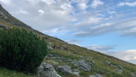 three chamois at high tatras mountain with amazing cloudy blue sky in slovakia - wide shot