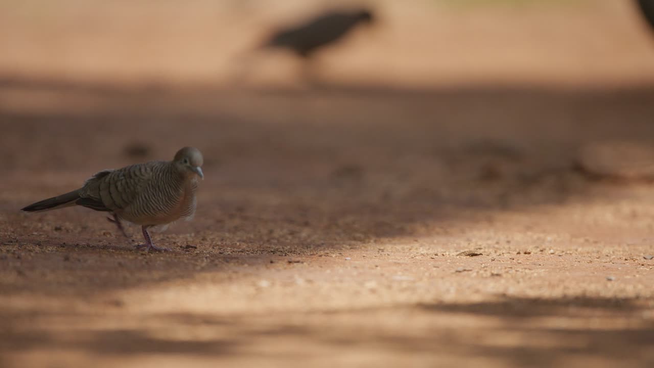 el pájaro paloma cebra caminando libremente en la naturaleza de maui, hawai