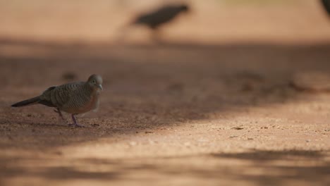 Pájaro-Paloma-Cebra-Caminando-Libre-En-La-Naturaleza-De-Maui,-Hawai