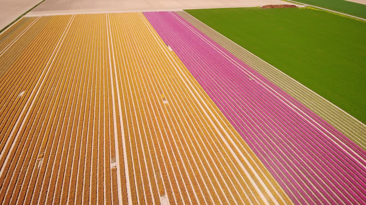 Aerial Rising Across Neat Colourful Rows Of Tulips In Field