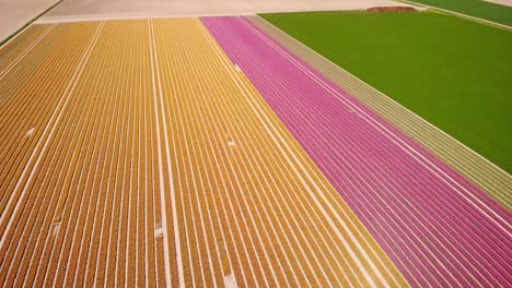 aerial rising across neat colourful rows of tulips in field