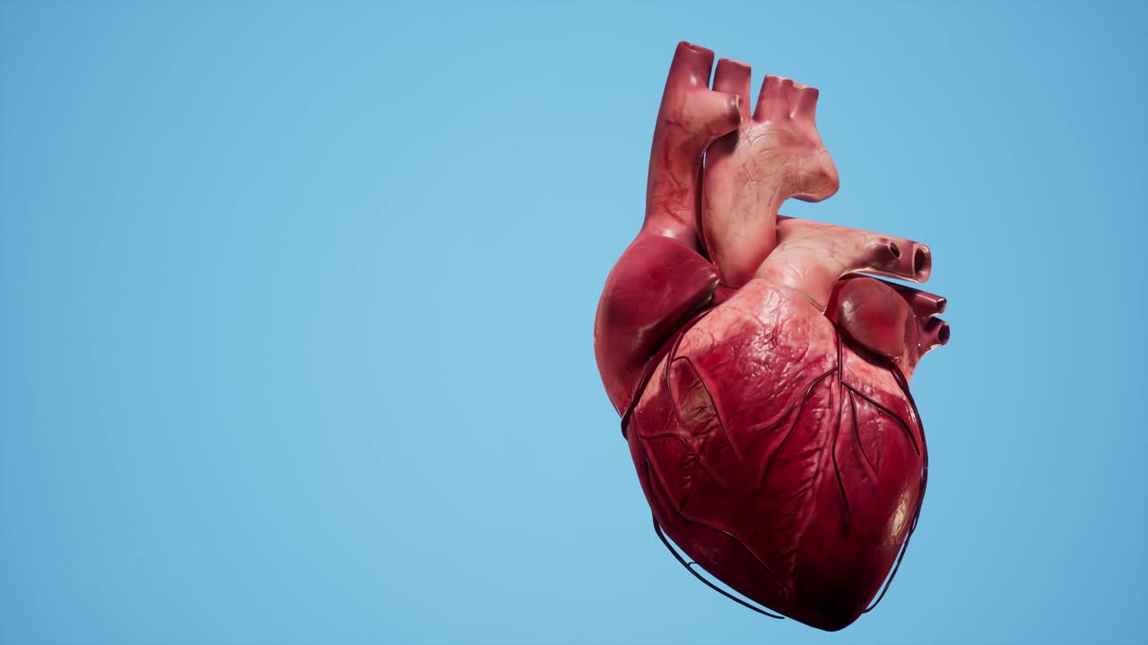 Animazione 3D anatomica del cuore. Struttura del muscolo e dei vasi cardiaci