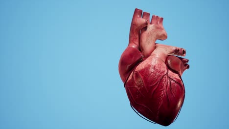 anatomical 3d animation of the heart. heart's muscle and vessels structure.