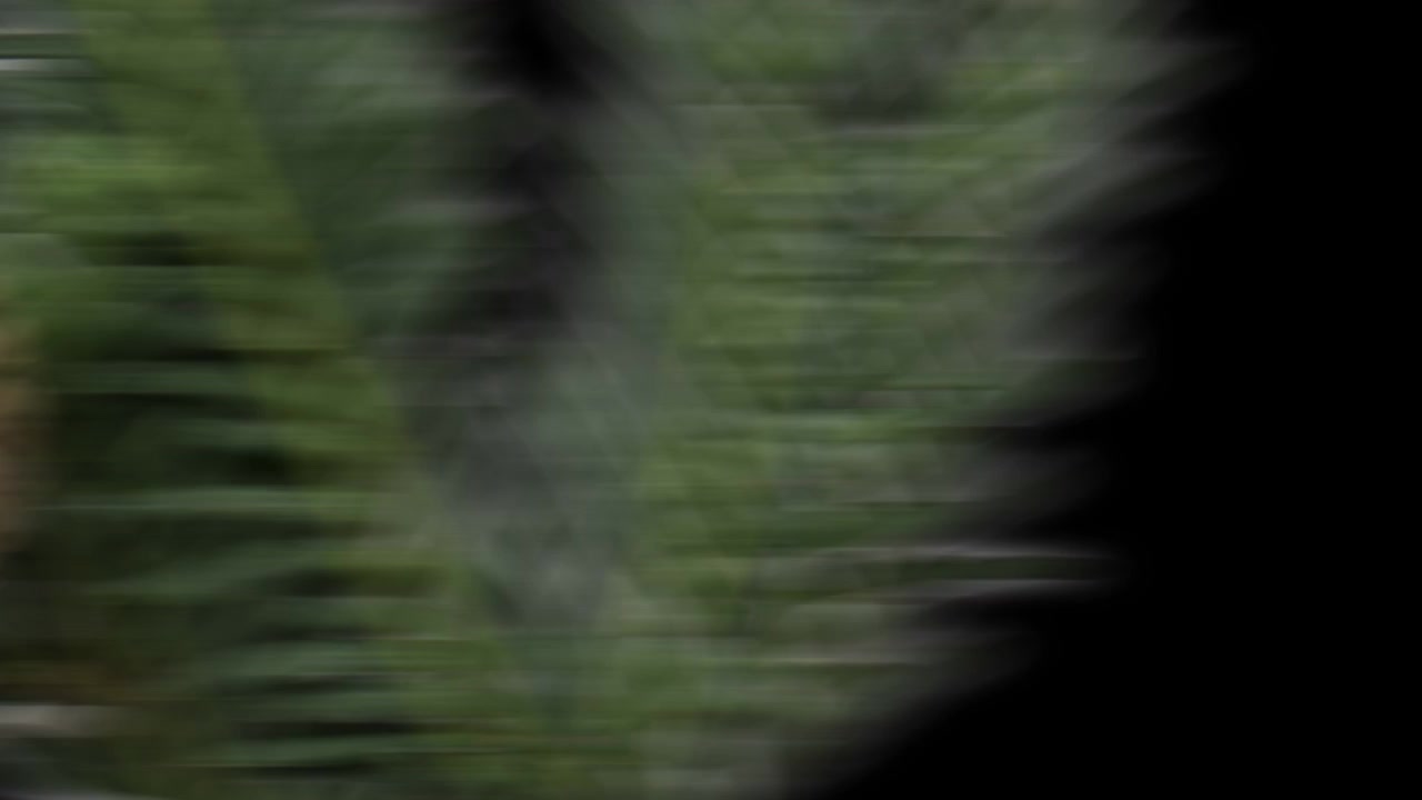 Image floue de plante sur fond noir