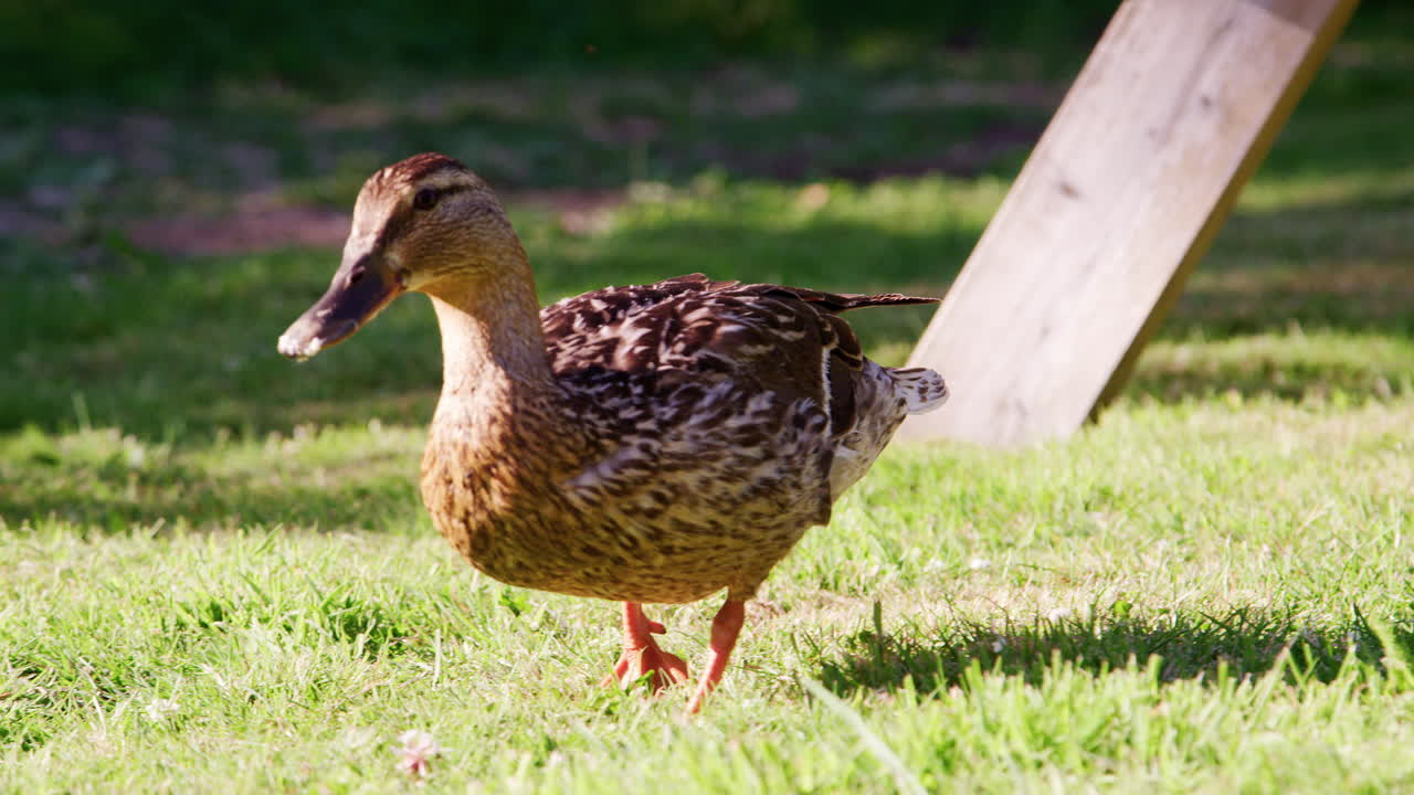 야외 에서 풀 을 먹는 오리 의 근접 사진